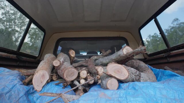 Freshly cut firewood is piled on a tarp in the covered rear of a vehicle utility as a man loads additional pieces onto the pile.
