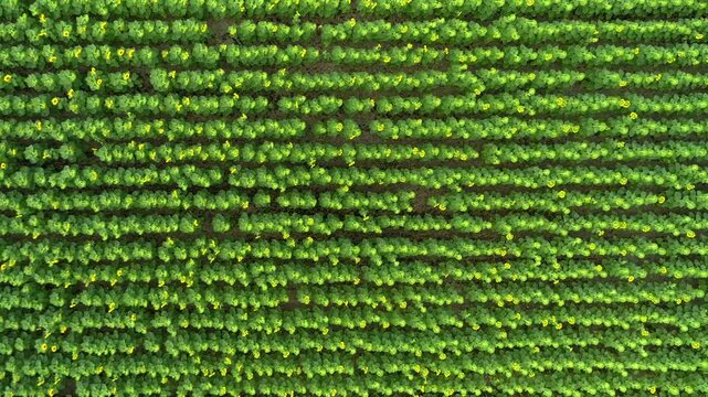 Sunflower rows fill the frame from directly above as the drone ascends over a green plantation revealing scattered yellow flower heads straight soil lanes and the immense scale of the summer crop
