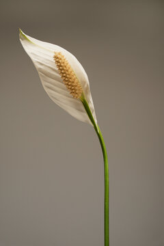 Minimalist White Peace Lily Flower Blooming Isolated On Solid Beige Backdrop