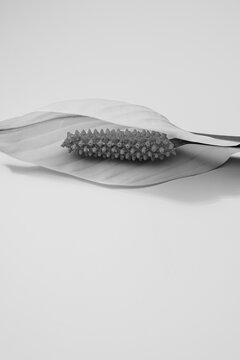 Black And White Detailed Close-Up Of Peace Lily Spathe And Textured Spadix Lying Flat
