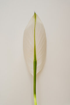 Elegant White Peace Lily Flower Casts Subtle Shadow On Neutral Studio Background