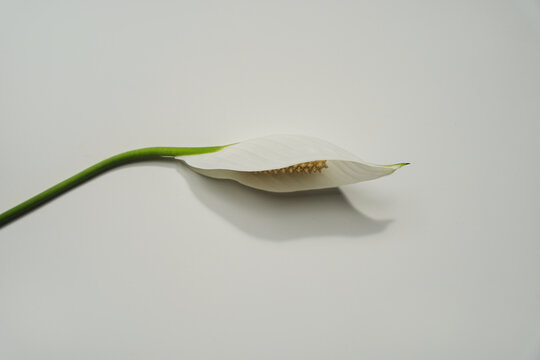 Single Stem White Peace Lily Flower Lying Vertically On Clean Neutral Background