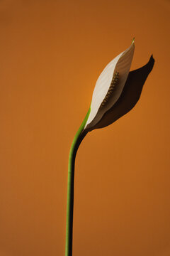 Minimalist Flat Lay Of Delicate White Peace Lily Bloom Centered On Warm Brown Backdrop