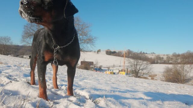 Majestic Rottweiler Dog Standing in Fresh Snow on Sunny Hill
