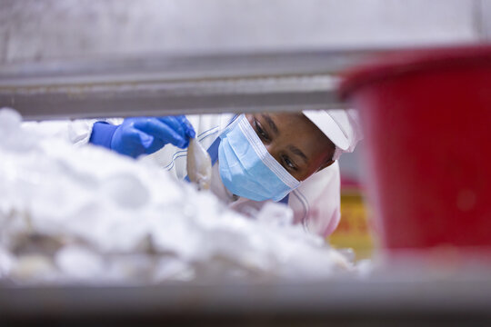 female worker wearing protective face mask and blue glove sorting large pile of white material in factory setting concentrating on daily production line process