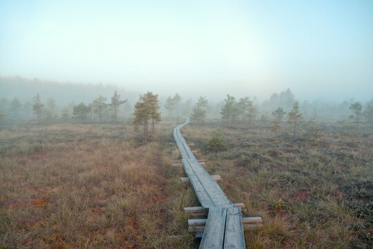 Talpia, Finland - 21.09.2016: Wooden boardwalk winding through a misty autumn bog with sparse pine trees under a foggy white sky