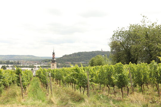 Vineyard overlooking a German town with a church tower and river
