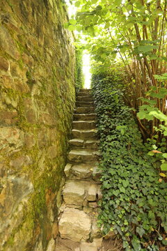 Stone staircase winding through mossy walls and lush green ivy