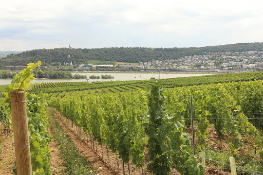 Vineyard landscape overlooking the Rhine River and a German town