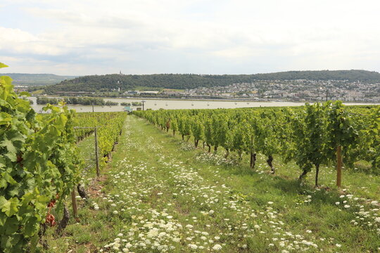 Vineyard landscape with Rhine River and town in the background