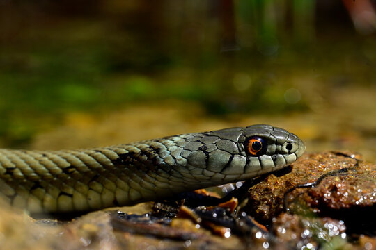 Iberian grass snake // Iberische Ringelnatter // Culebra de collar mediterr&aacute;nea (Natrix astreptophora)