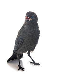Naklejka premium jackdaw in studio