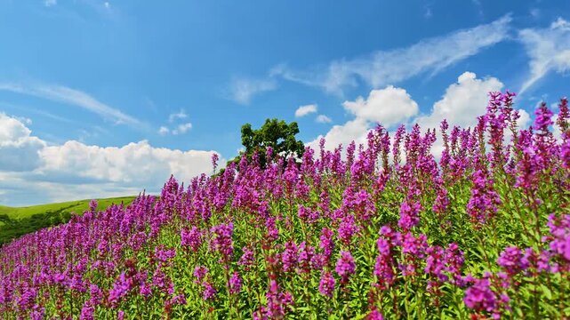 夏のヒゴタイ公園