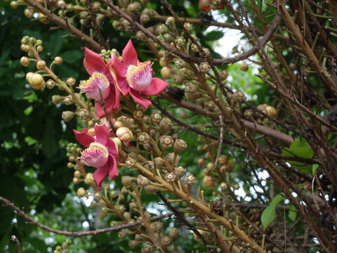 Cannonball tree flowers Couroupita guianensis blooming on branches with green leaves background

