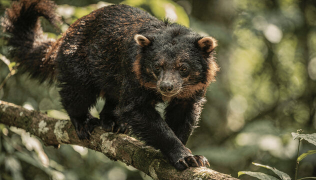 Close Portrait of Sulawesi Bear Cuscus with Thick Dark Fur and Short Ears