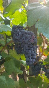 bunch of natural red grapes in the vineyard
