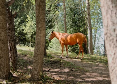 Chestnut horse walking through a sunlit forest between tall tree trunks, creating a natural scene of freedom, countryside life and outdoor exploration.