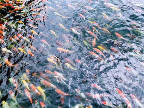 A photograph of a school of carp swimming in the same direction.