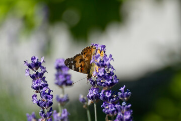 Painted Lady (Vanessa cardui) butterfly perched on lavender in Zurich, Switzerland © Janine