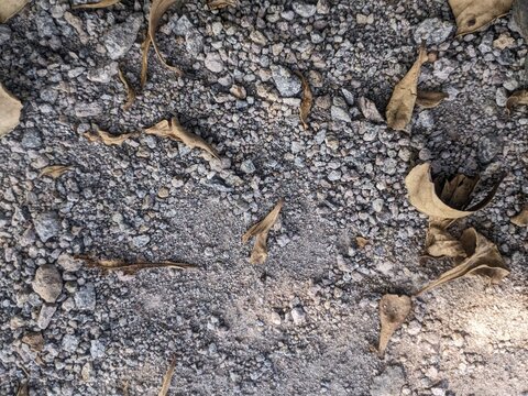lizard on the stone