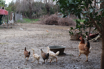 Hen and Young Chickens Walking in Rustic Rural Farmyard © aybukonic