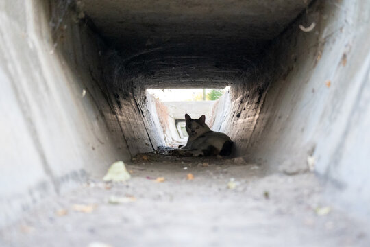 Cat Resting Inside a Concrete Drainage Channel