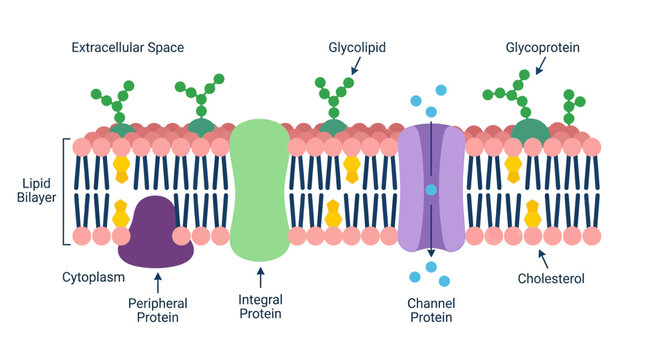 Cell Membrane Structure: Lipid Bilayer, Proteins, Glycoproteins, Cholesterol