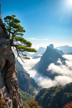 Lone pine tree on a cliff edge overlooking mountain peaks surrounded by clouds