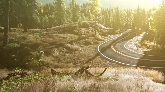 A road curves gently through a forest of tall trees as morning sunlight shines down. The landscape includes grass and patches of plants along the roadside.