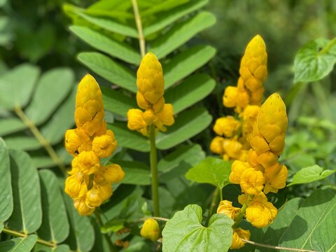 Bright Yellow Candle Bush Flowers Blooming with Green Leaves