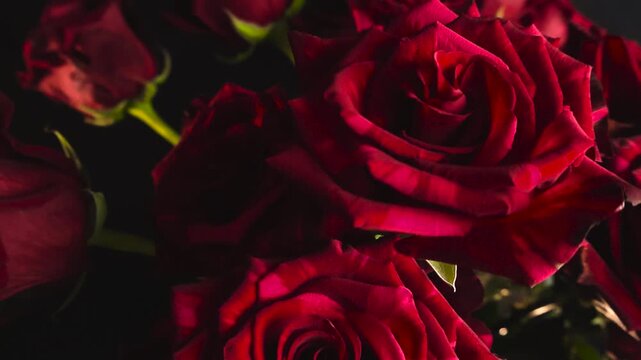 Gorgeous bouquet of fresh red roses slowly sliding in a close up view with a shallow depth of field. The velvety petals and deep crimson color evoke feelings of love and passion