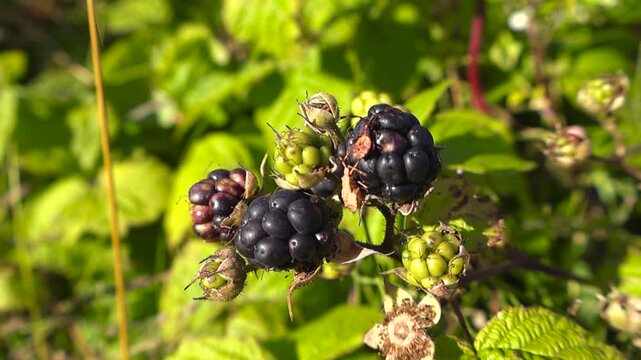 Close up view of ripe and unripe wild blackberries on a bramble bush, swaying gently in the breeze on a sunny day with a soft focus green foliage background and a small insect crawling on a berry