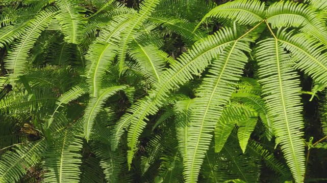 Close-up shot of green fern fronds in tropical forest swaying gently in sunlight