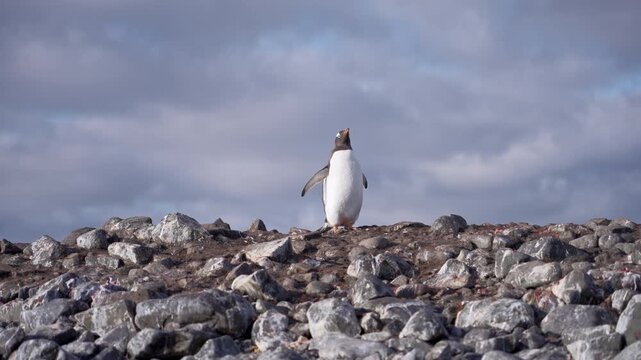 Lone penguin standing among coastal rocks