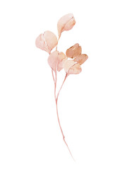 Watercolor dry autumn branch with leaves, neutral beige eucalyptus plant © yuliia lashevska
