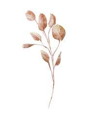 Watercolor dry autumn branch with leaves, neutral beige eucalyptus plant © yuliia lashevska