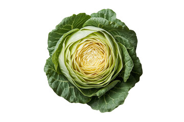 Fototapeta premium Top view fresh cabbage head with tightly layered center leaves