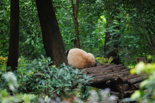 One giant panda sleeping in the forest