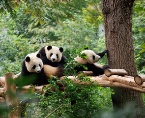 Giant panda group playing in the zoo © lzf