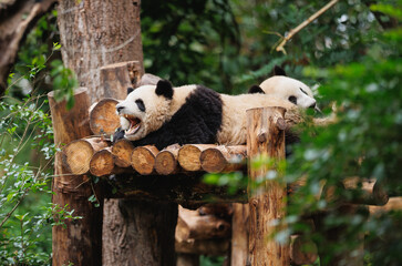 Giant panda group playing in the zoo © lzf