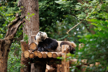 One giant panda sleeping in the forest © lzf
