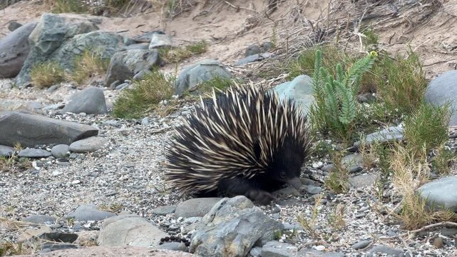 Short beaked echidna (Tachyglossus aculeatus) close up walking along a sandy track on the Fleurieu Peninsula in South Australia in 4K footage