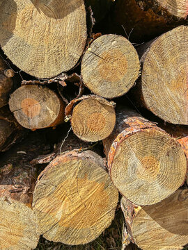 Stacked Scots pine logs in Poland