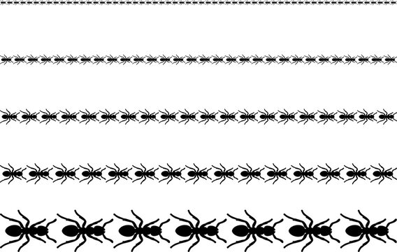 Black ants crawling in rows creating border patterns on a white background
