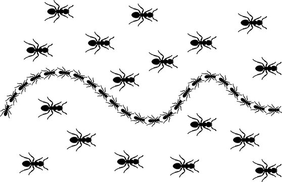Black ants forming a wavy line with scattered individuals on a white background
