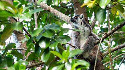 lemur cute animal grey wildlife clean soft conservation © Antonina