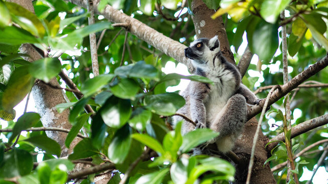 lemur cute animal grey wildlife clean soft conservation