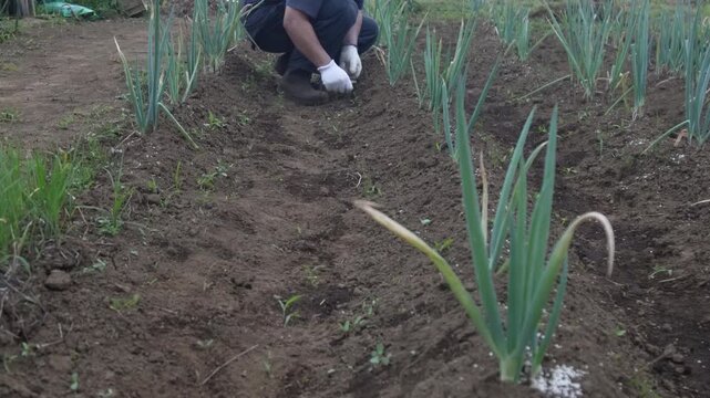 長ネギ畑の手入れをする男性