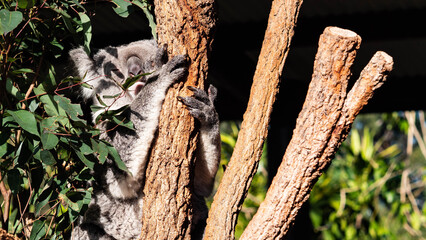 coala cute animal australian grey curled up fluffy © Antonina