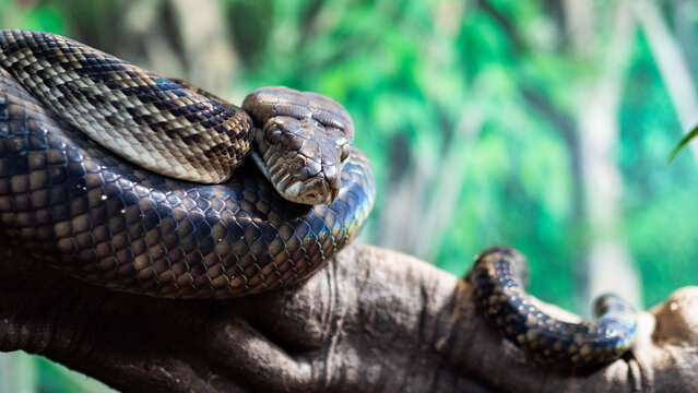 snake close up scales vanomous dangerous